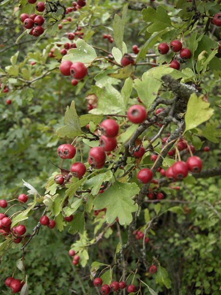 Alberello bacche rosse - Crataegus monogyna